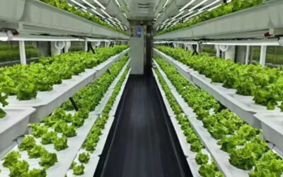 The Sustainable Farming Practices of Hydroponic Farms