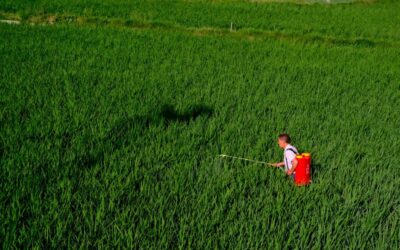 Where is Hydroponics Used in The World?